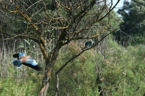 Сизоворонки обыкновенные (Coracias garrulus) 